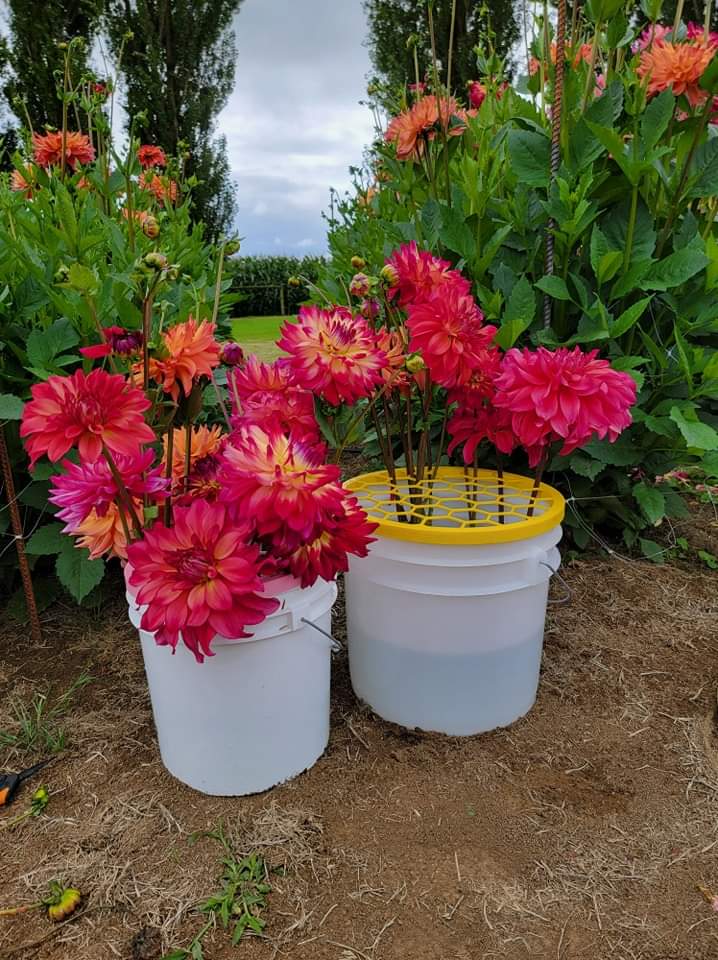 BloomShield™ Flower Frog | Honeybee Gardens