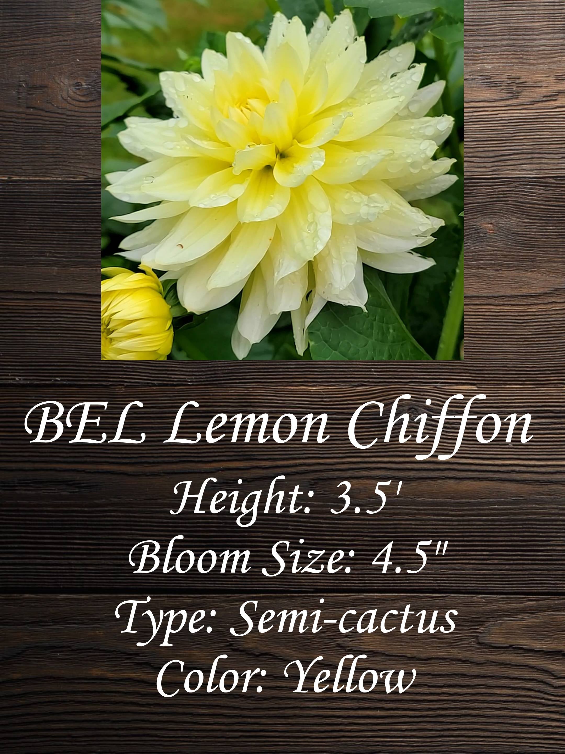 BEL Lemon Chiffon | Honeybee Gardens