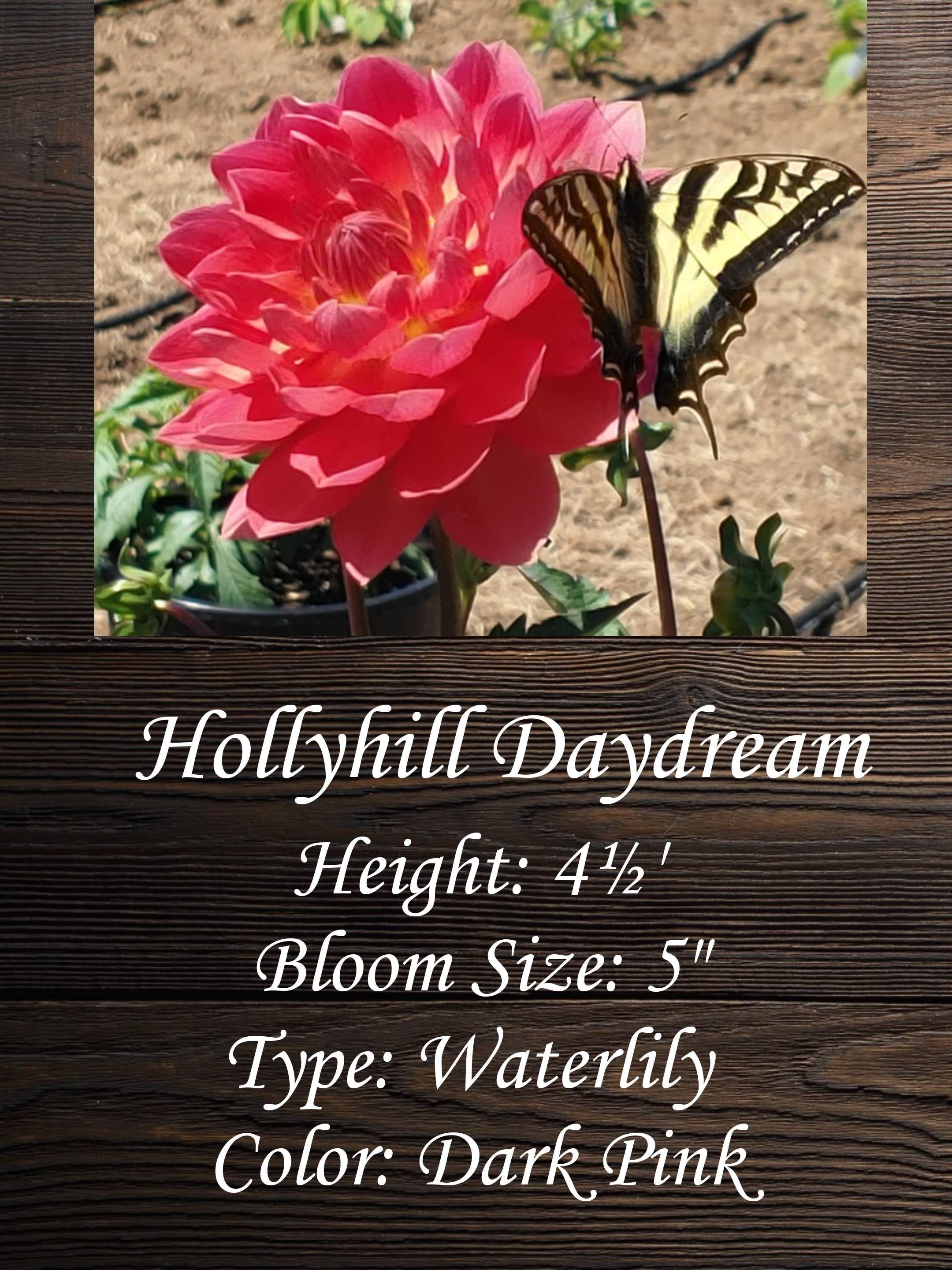 Hollyhill Daydream | Honeybee Gardens