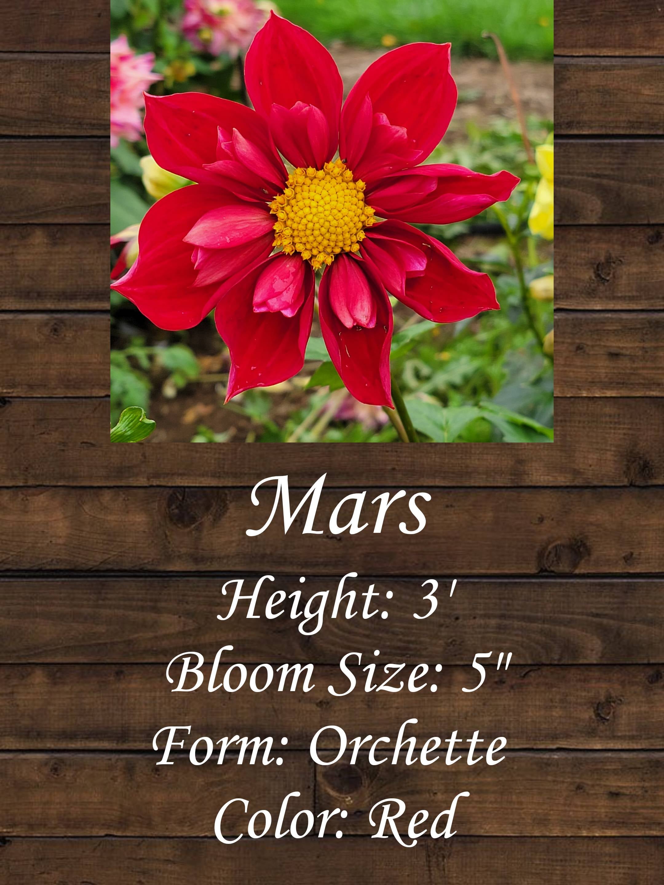 Mars Botanical Mars | Honeybee Gardens