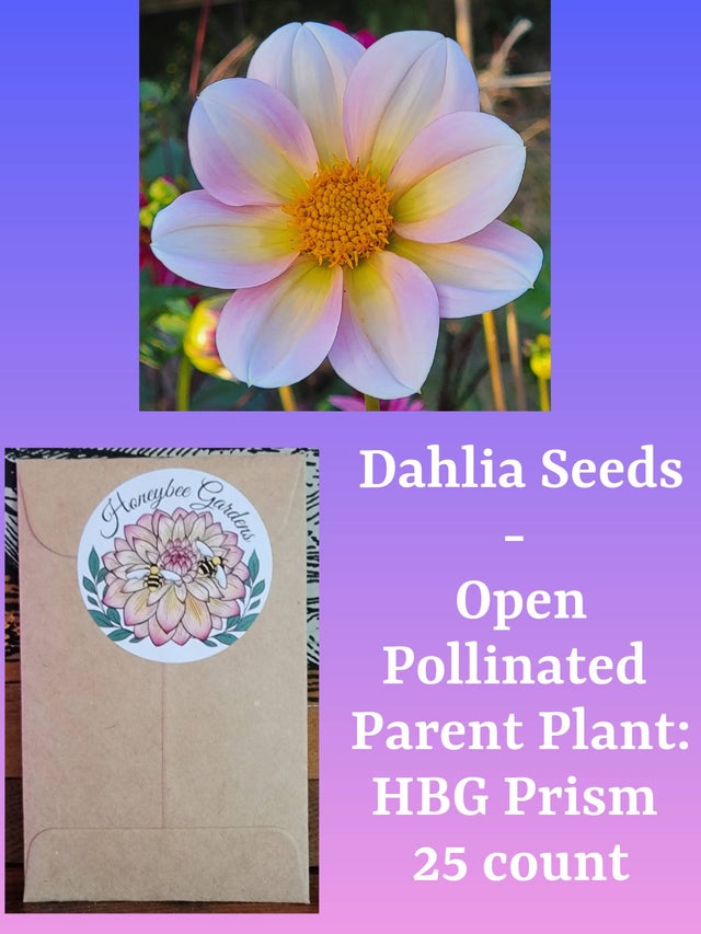 ＊Dahlia＊ページ Jabberbox dahlia tubers for sale - Pedaling Petals